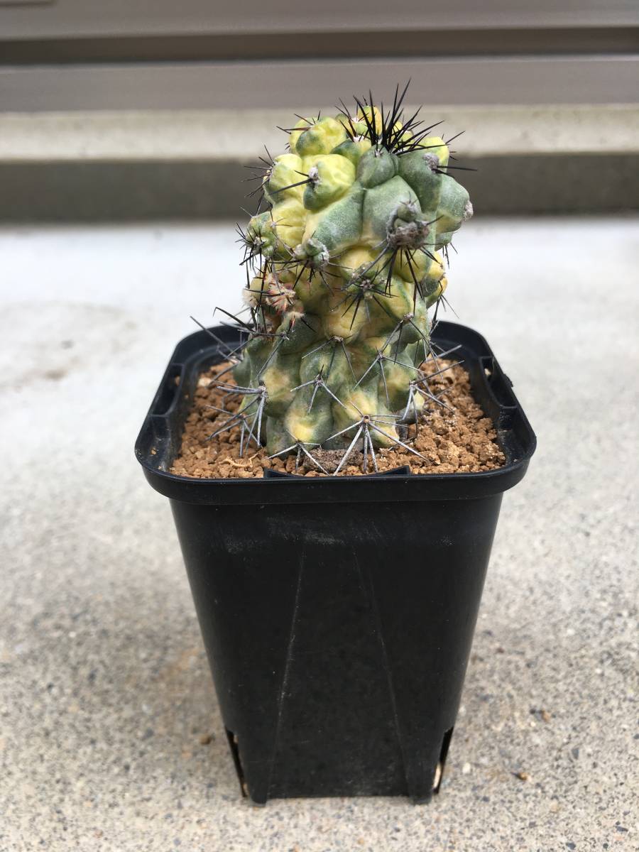 豪槍丸錦 コピアポア属 カキコ 発根済み／ 斑入り サボテン 観葉植物