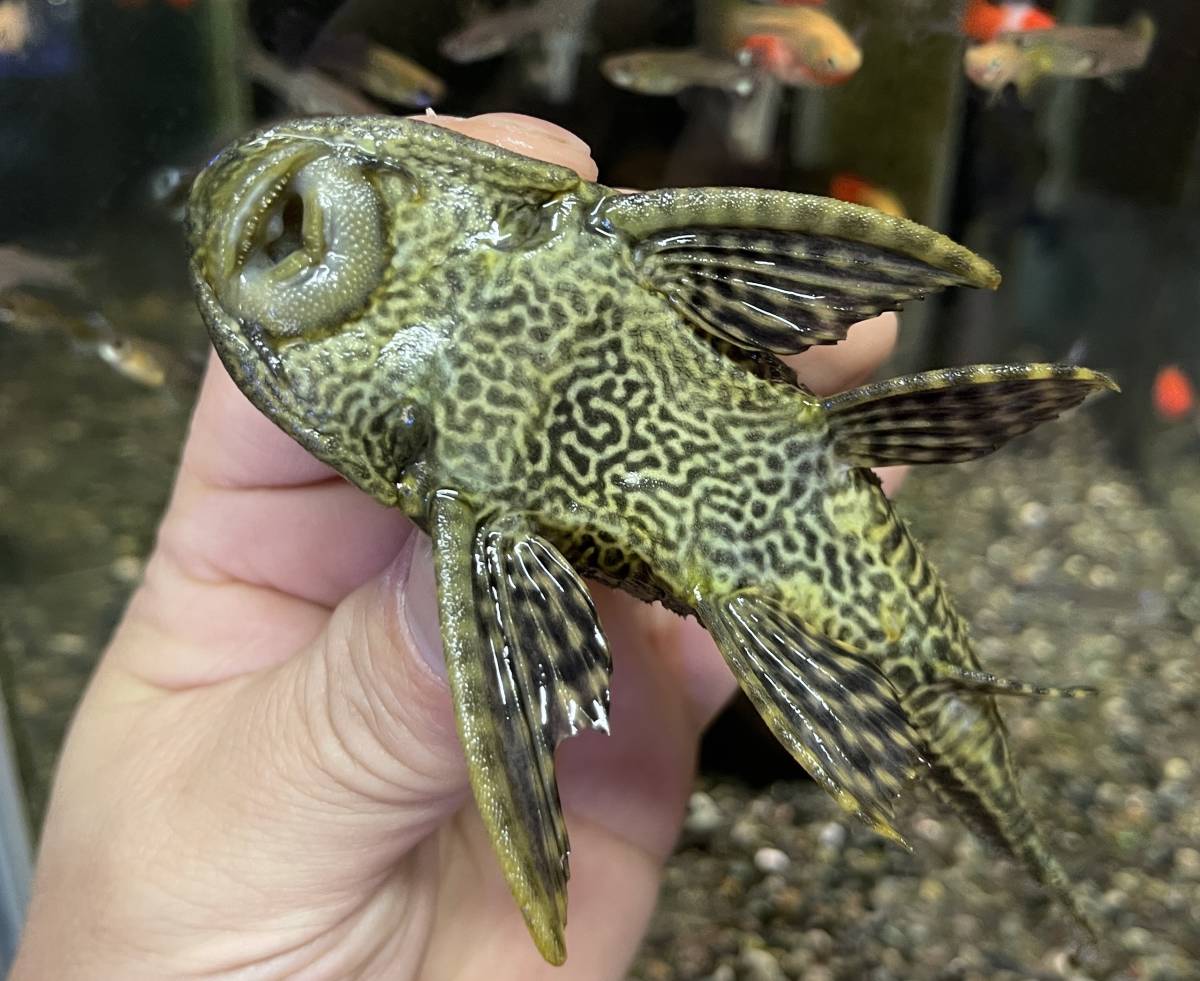 良いサイズ ヒポプレコ 生体 並プレコ 鑑賞魚 熱帯魚 淡水魚 水槽掃除 苔取り 掃除屋さん コケ取り混泳魚 サッカープレコの入札履歴 入札者の順位