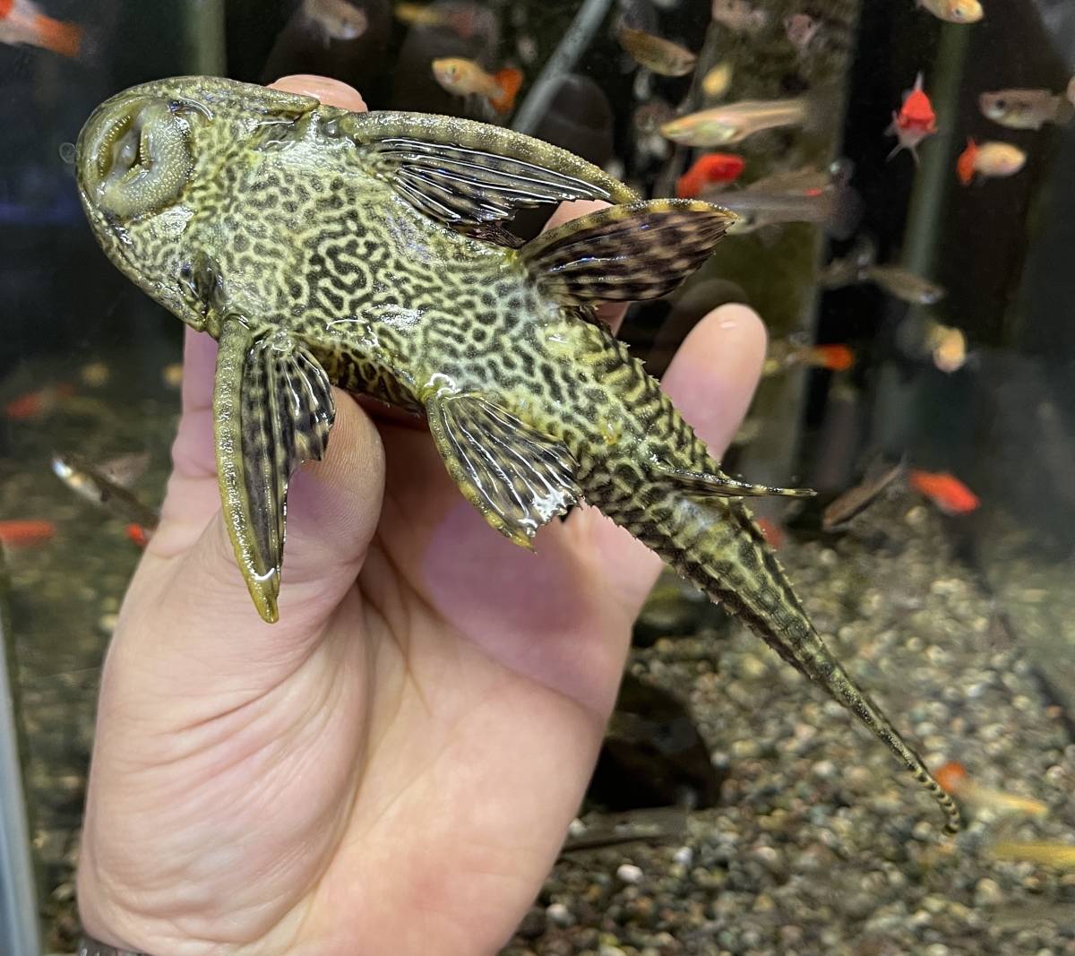 良いサイズ ヒポプレコ 生体 並プレコ 鑑賞魚 熱帯魚 淡水魚 水槽掃除 苔取り 掃除屋さん コケ取り混泳魚 サッカープレコ その他 売買されたオークション情報 Yahooの商品情報をアーカイブ公開 オークファン Aucfan Com