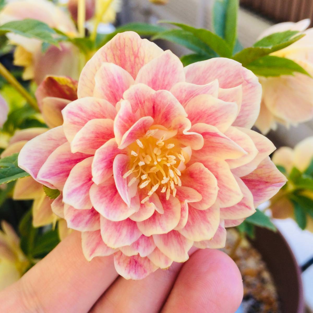 クリスマスローズ 苗 DDソレイユ×かぐや姫