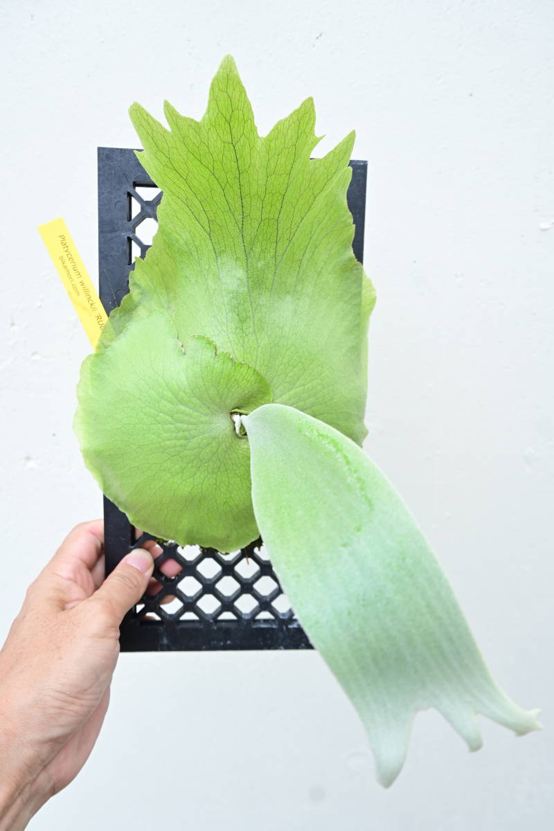 P.willinckii 'RU01'① @bikamori.com ウィリンキー ビカクシダ