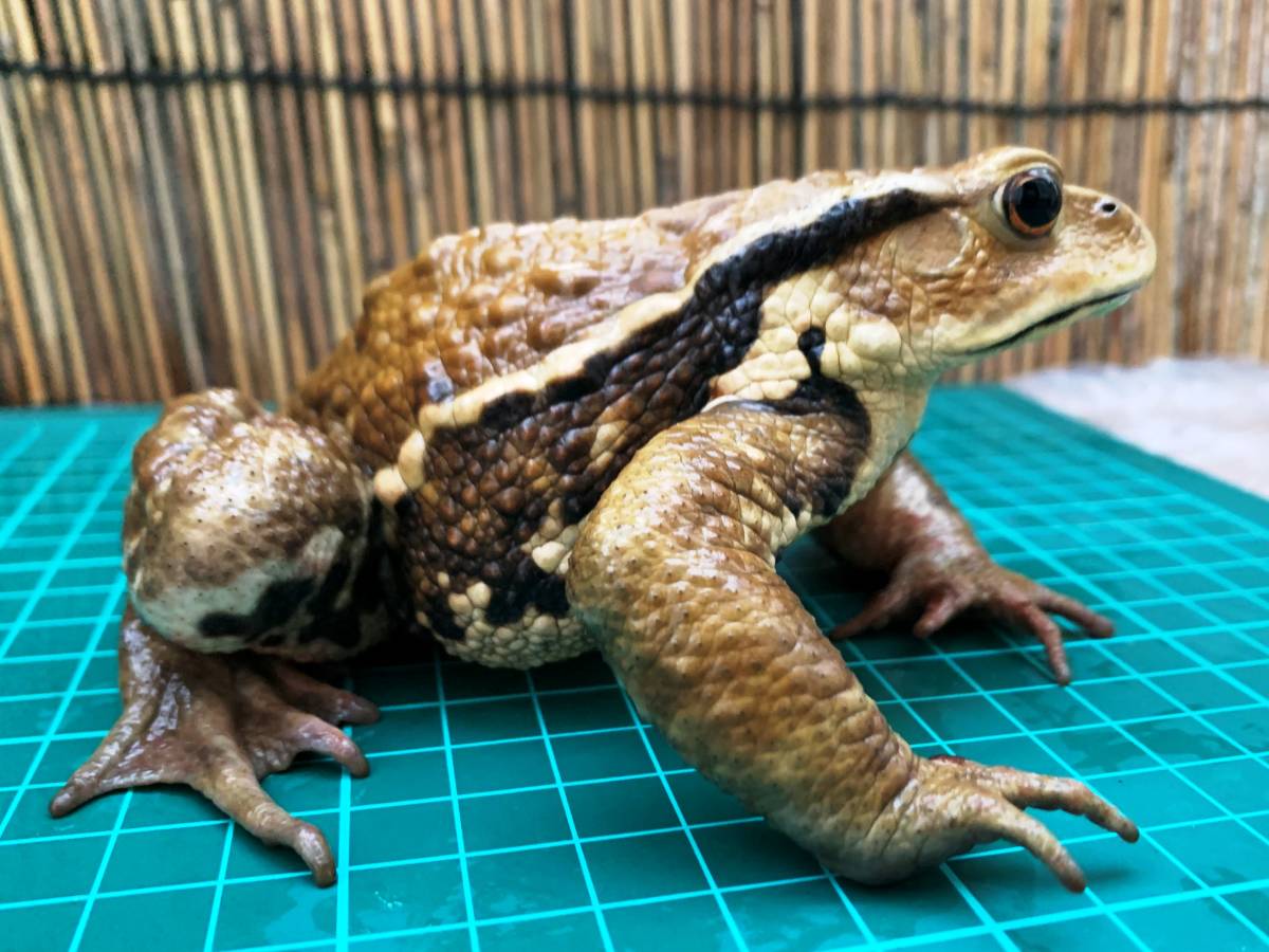 アズマヒキガエル 赤系 目が大きくてかわいいオス ヒキガエル カエル 売買されたオークション情報 Yahooの商品情報をアーカイブ公開 オークファン Aucfan Com アズマヒキガエル 赤系 目が大きくてかわいいオス ヒキガエル カエル 売買されたオークション情報 Yahooの商品情報をアーカイブ公開 オークファン Aucfan Com