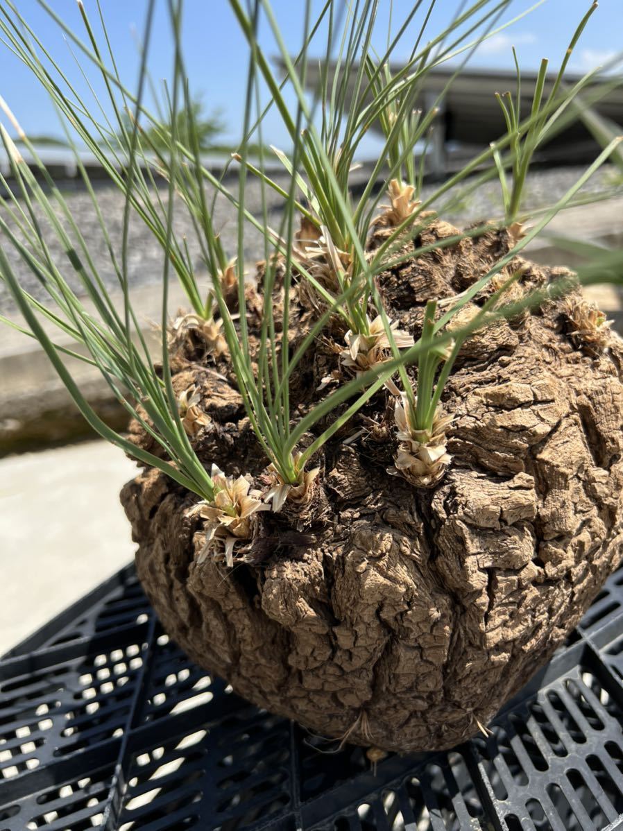 Calibanus hookeri カリバナス フーケリー メキシコ原産 塊根植物