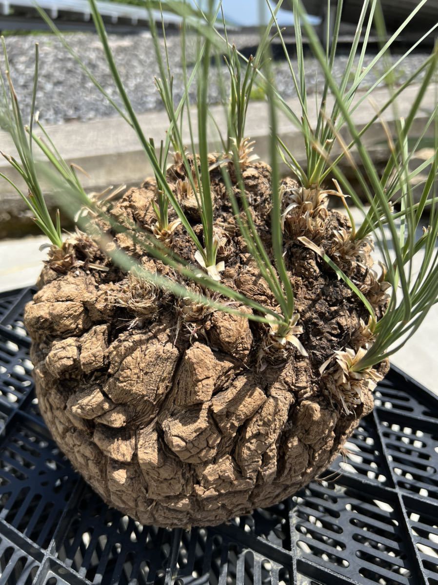 Calibanus hookeri カリバナス フーケリー メキシコ原産 塊根植物