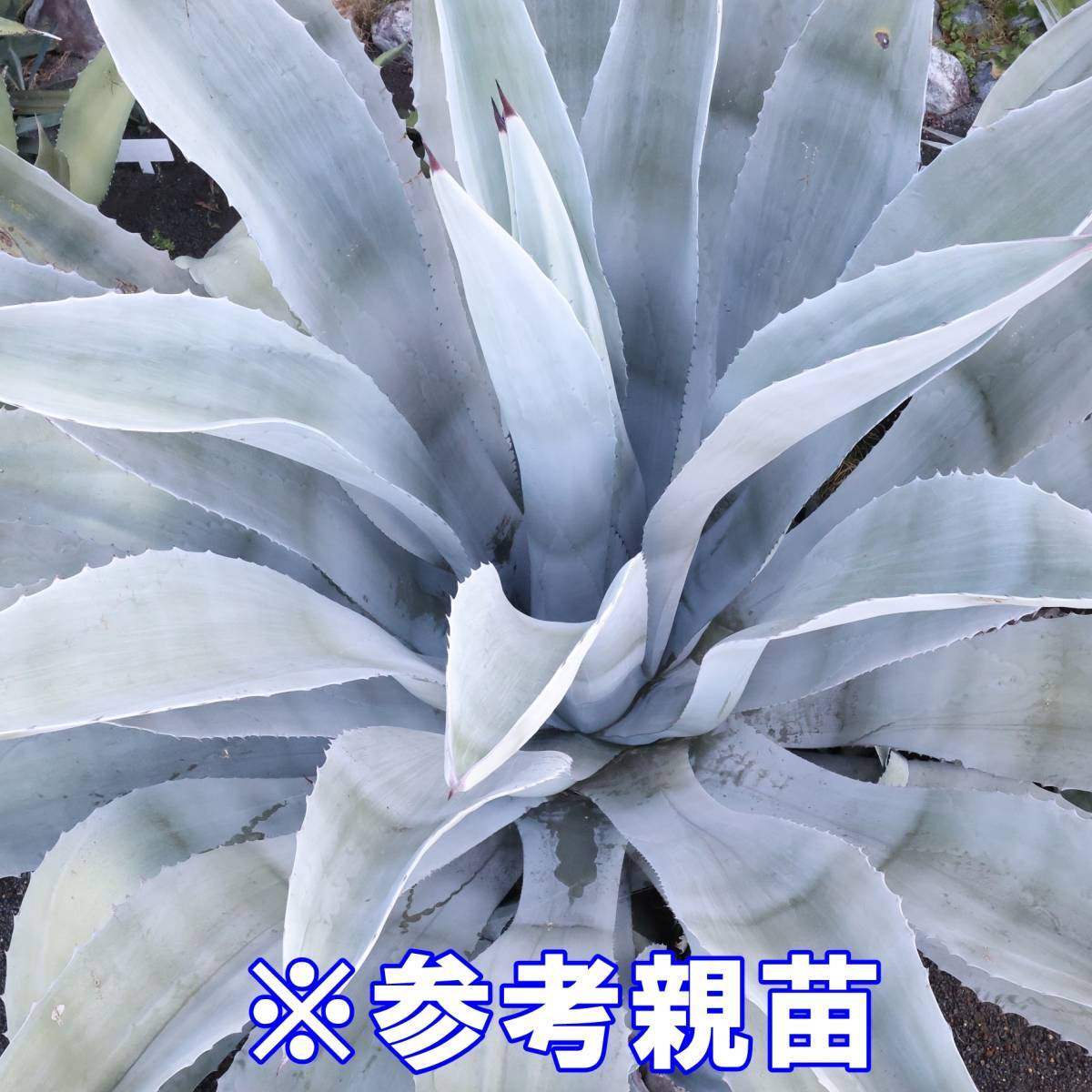 アガベ ウインテリアーナ 公式通販 大苗 地植え向き品種 中株1+カキ仔4 