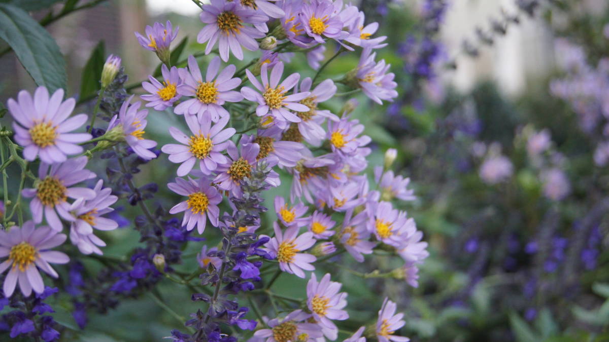 現品1名限り 年に一度この時期だけの出品 絶滅危惧種を守る 環境省レッドリスト シオン 紫苑 強く世話いらず 晩夏に可愛い薄紫の花 その他 売買されたオークション情報 Yahooの商品情報をアーカイブ公開 オークファン Aucfan Com