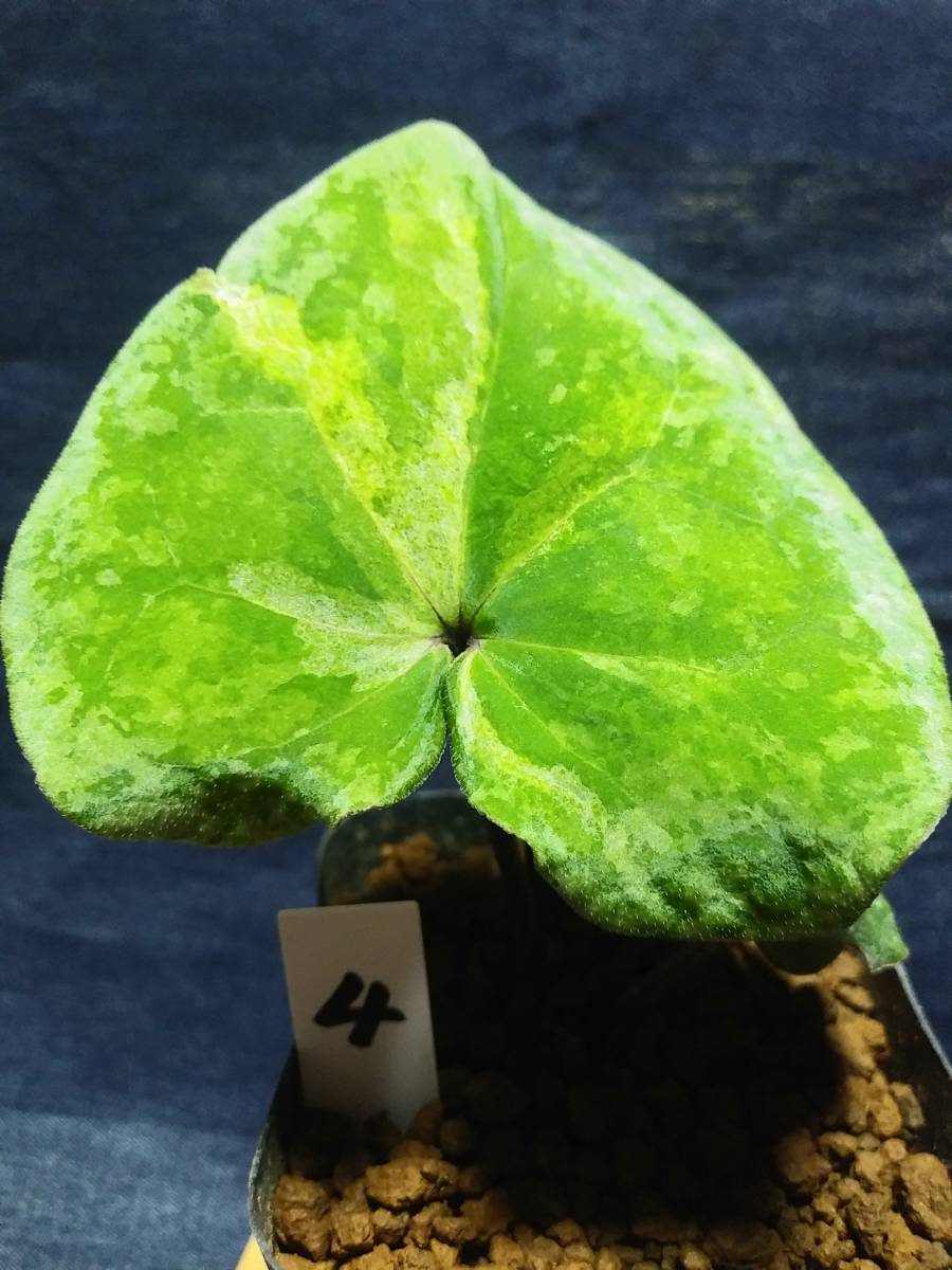斑入り 山野草 カンアオイ カントウカンアオイ黄砂(こうさ) 【公式通販】