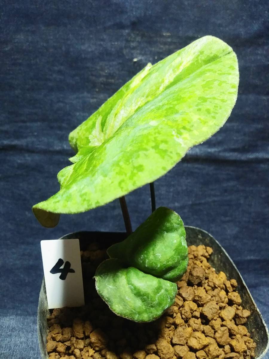 斑入り 山野草 カンアオイ カントウカンアオイ黄砂(こうさ) - 山野草