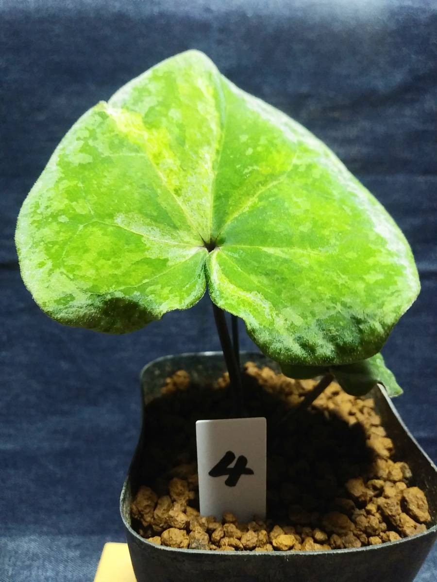 斑入り 山野草 カンアオイ カントウカンアオイ黄砂(こうさ) 【公式通販】