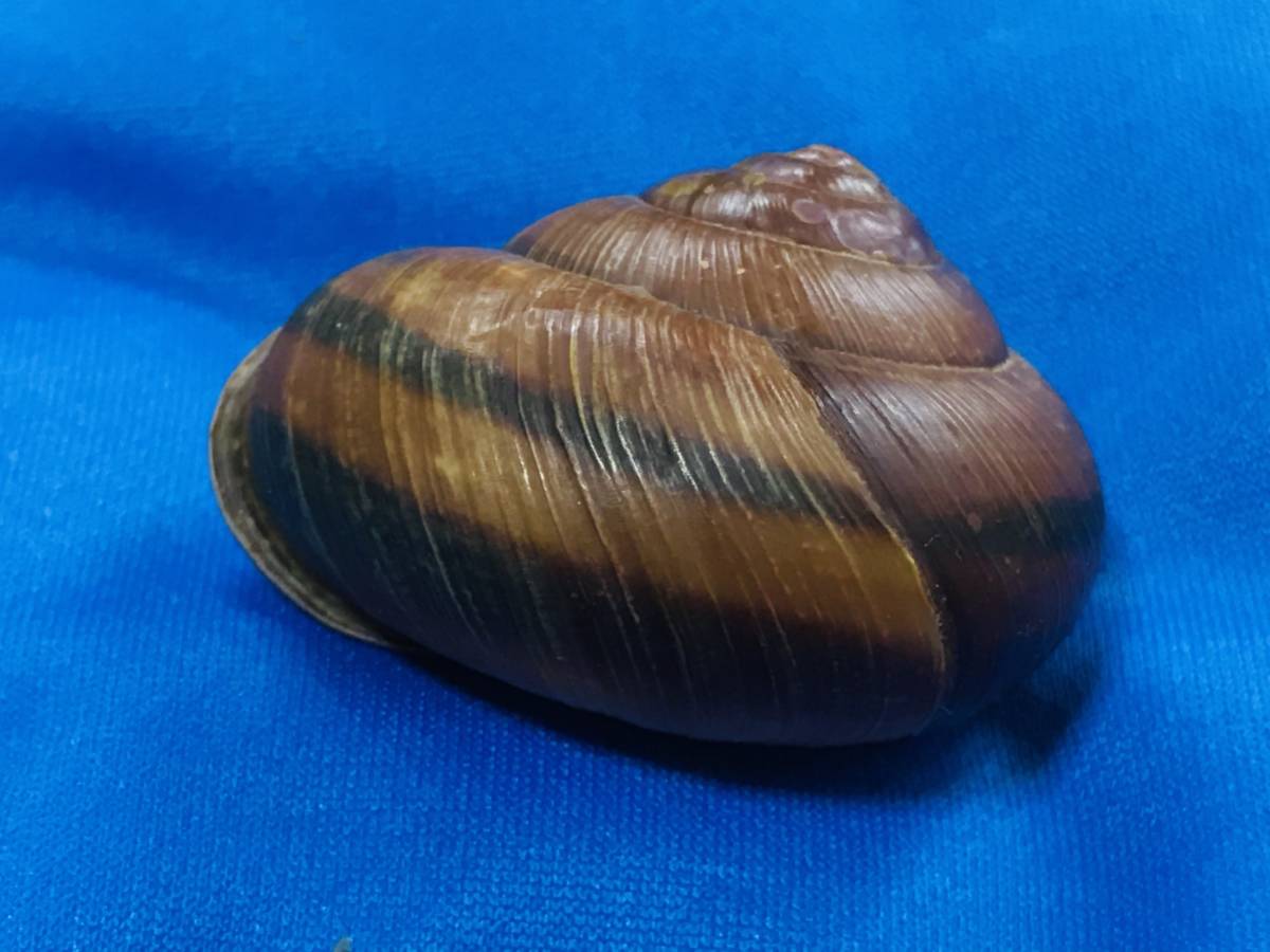 貝標本 カワニシマイマイ 特美品個体