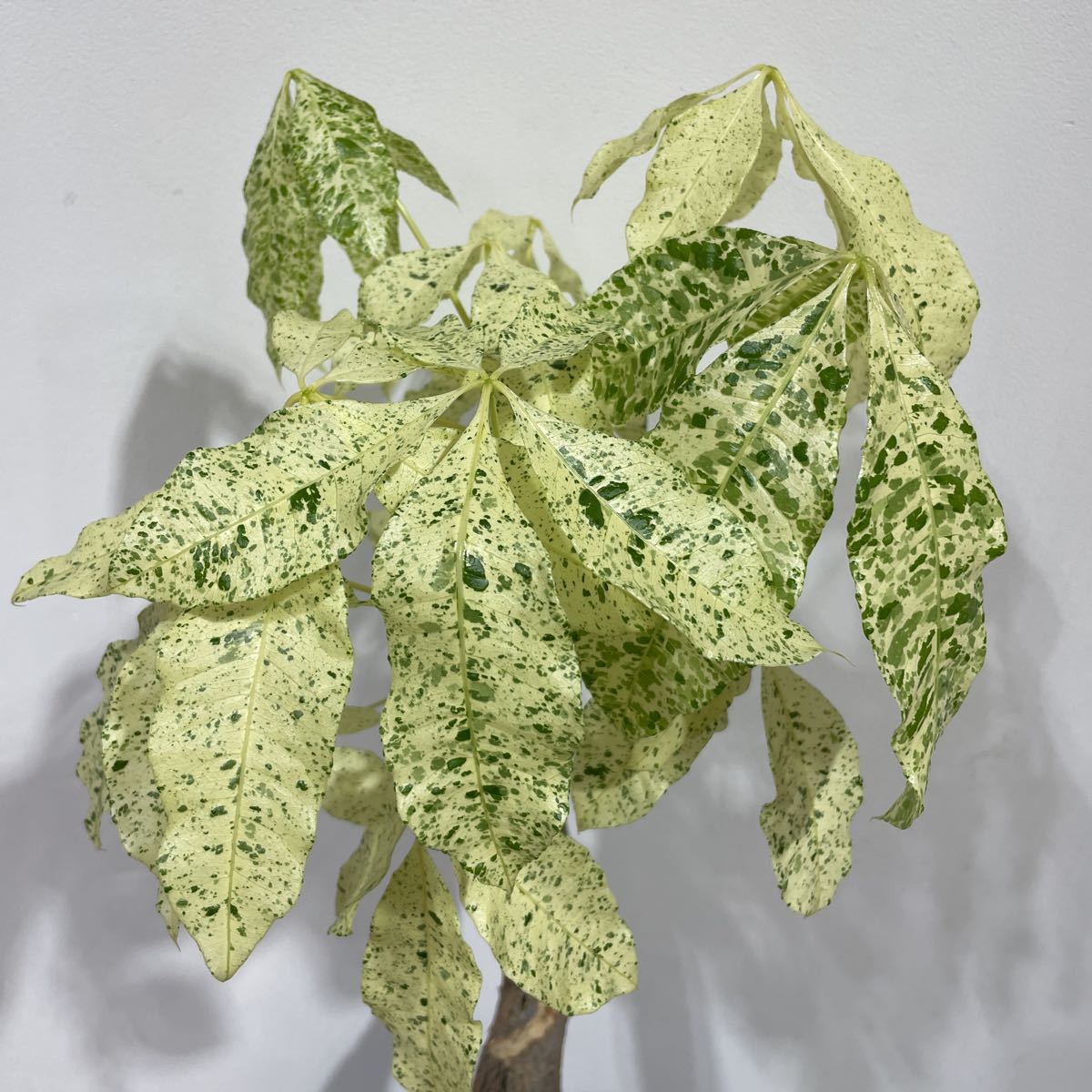 Pof］Pachira variegated 'Milky Way' パキラ・ミルキーウェイ (散り