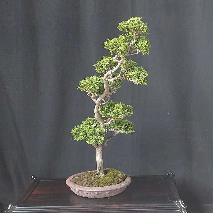 【虹月】津山桧 樹齢約20年 幅22×奥行36×高53cm