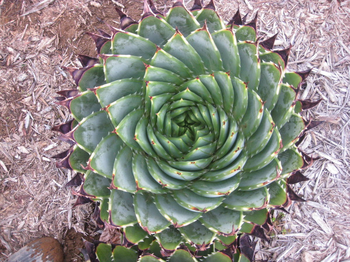 最大級 期間限定// アロエ ポリフィラ Aloe polyphylla 右回転