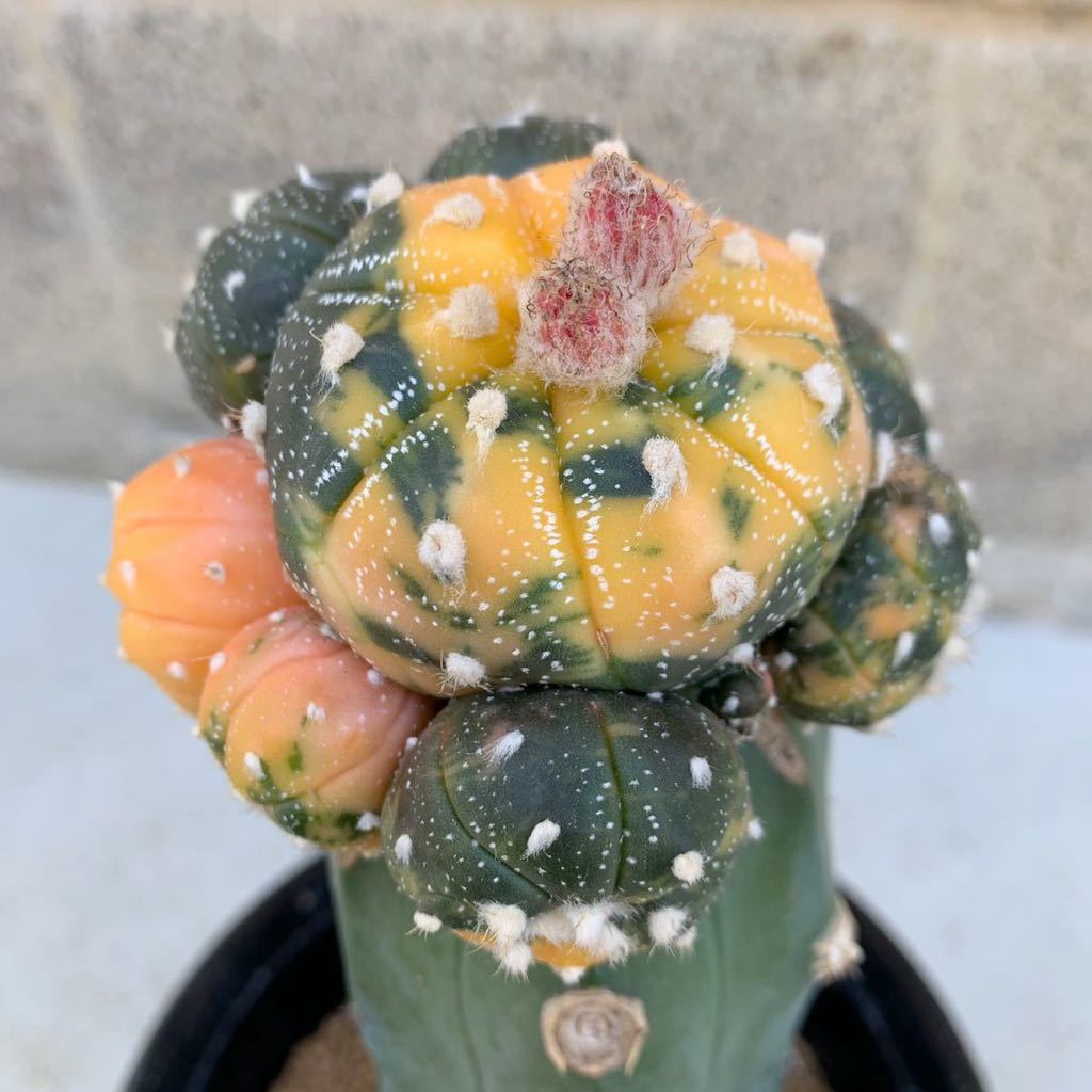 2 赤斑系 瑠璃兜錦 群生 サボテン 多肉植物 アストロフィツム サボテン 売買されたオークション情報 Yahooの商品情報をアーカイブ公開 オークファン Aucfan Com 2 赤斑系 瑠璃兜錦 群生 サボテン 多肉植物 アストロフィツム サボテン 売買されたオークション情報 Yahooの商品情報をアーカイブ公開 オークファン Aucfan Com