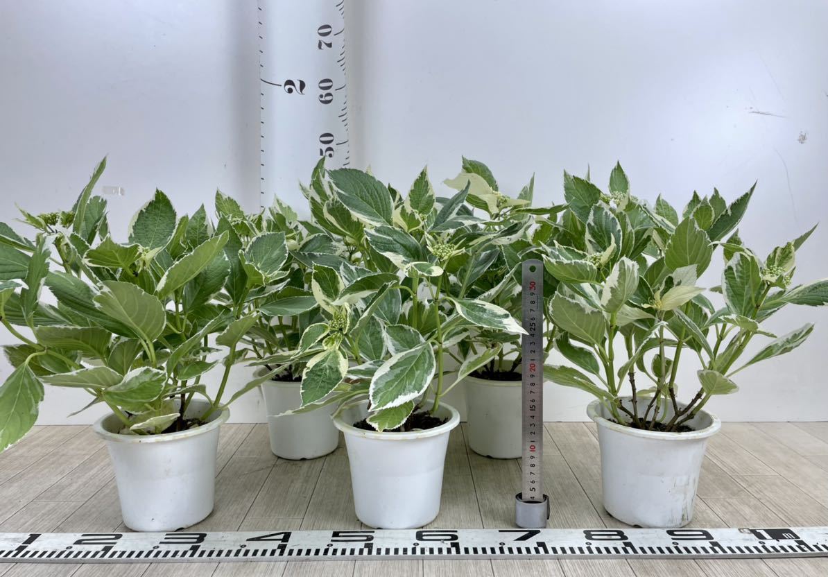 斑入りアジサイ 紫陽花 5号鉢 5鉢セット 現品販売 アジサイ 売買されたオークション情報 Yahooの商品情報をアーカイブ公開 オークファン Aucfan Com