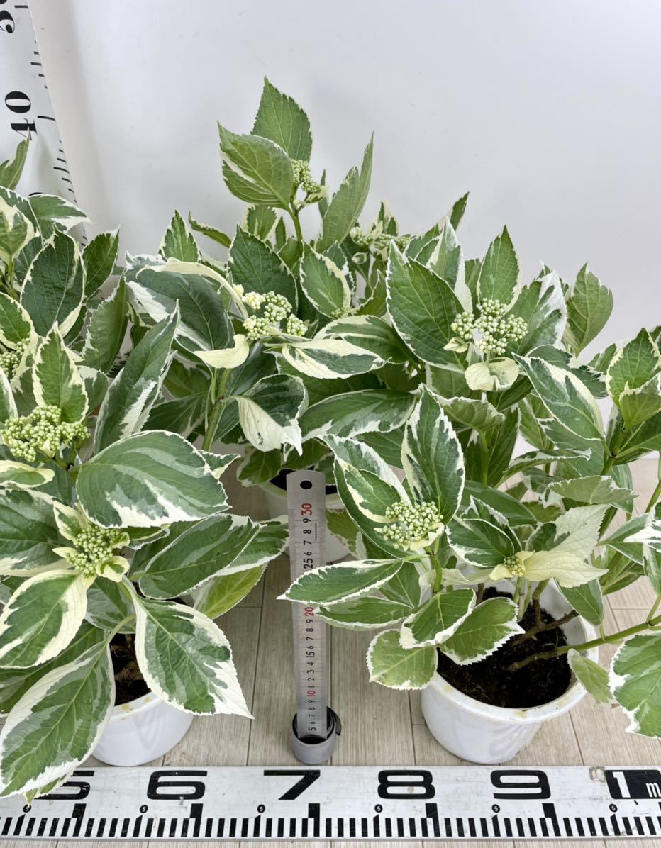 斑入りアジサイ 紫陽花 5号鉢 5鉢セット 現品販売 アジサイ 売買されたオークション情報 Yahooの商品情報をアーカイブ公開 オークファン Aucfan Com