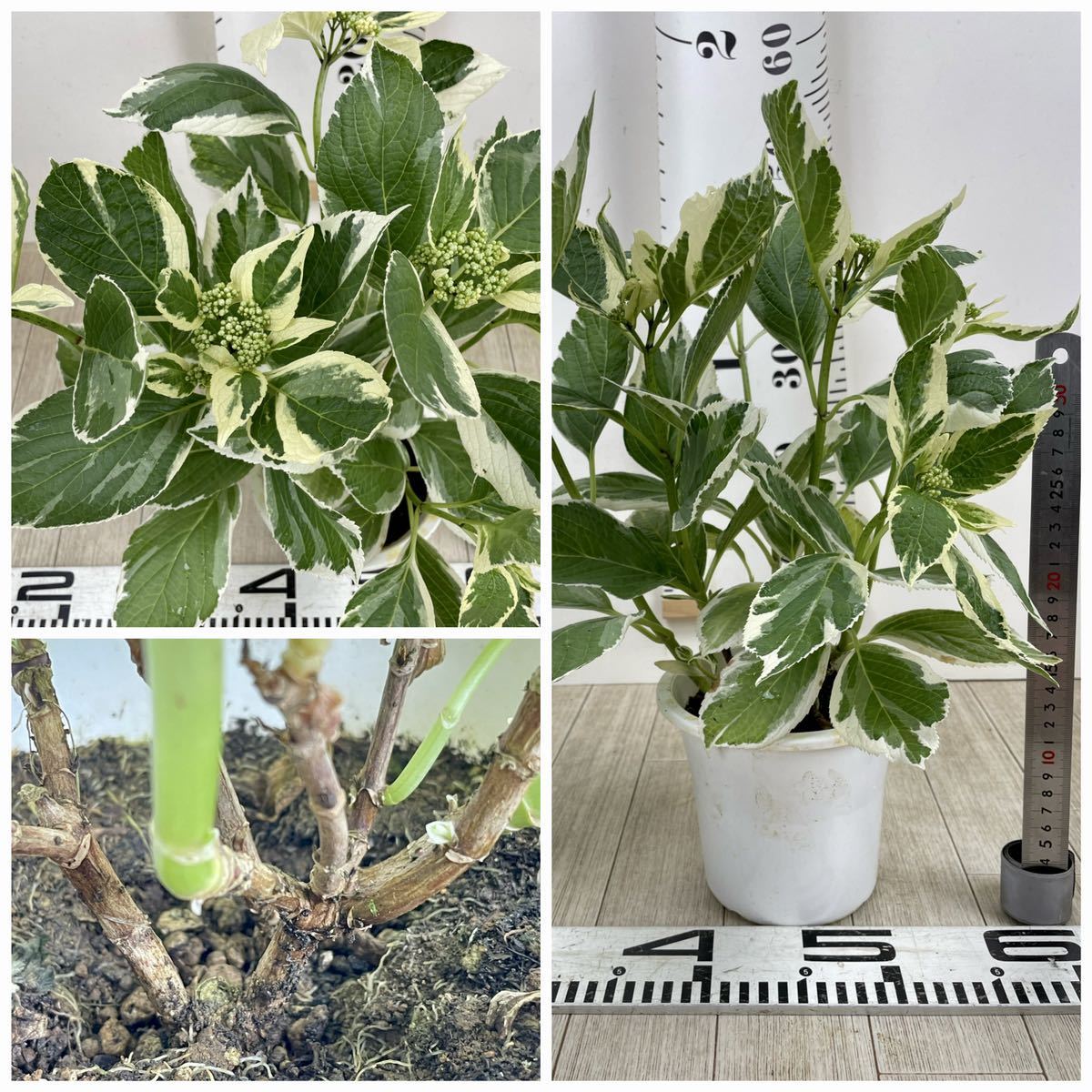 斑入りアジサイ 紫陽花 5号鉢 5鉢セット 現品販売 アジサイ 売買されたオークション情報 Yahooの商品情報をアーカイブ公開 オークファン Aucfan Com