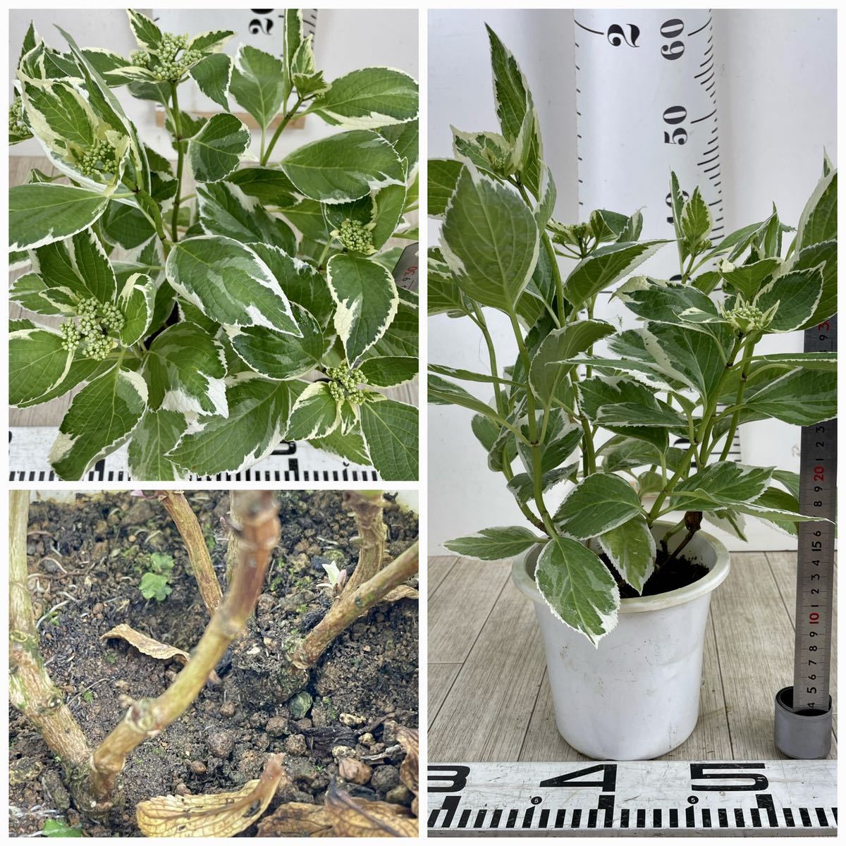 斑入りアジサイ 紫陽花 5号鉢 5鉢セット 現品販売 アジサイ 売買されたオークション情報 Yahooの商品情報をアーカイブ公開 オークファン Aucfan Com