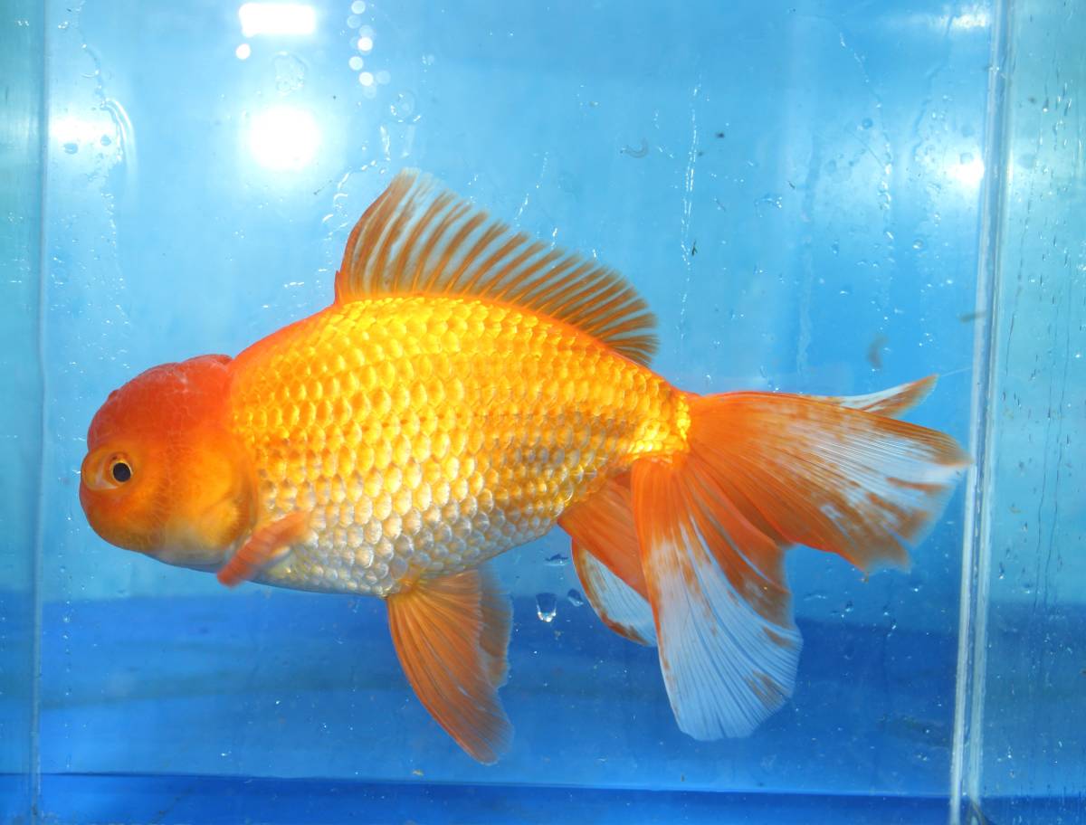 長洲系 ジャンボ獅子頭 2歳 24cm Yahoo!オークション -「ジャンボ 