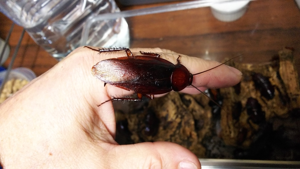 タイオオクロゴキブリ 幼虫１０頭 虫類 売買されたオークション情報 Yahooの商品情報をアーカイブ公開 オークファン Aucfan Com