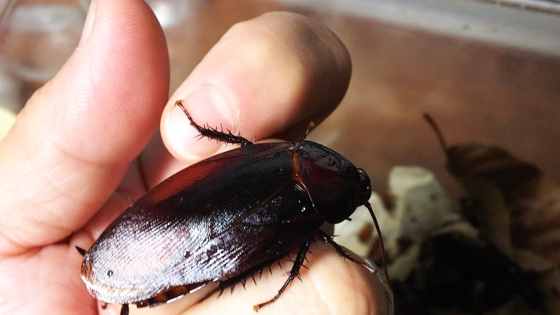 タイオオクロゴキブリ 幼虫１０頭 虫類 売買されたオークション情報 Yahooの商品情報をアーカイブ公開 オークファン Aucfan Com