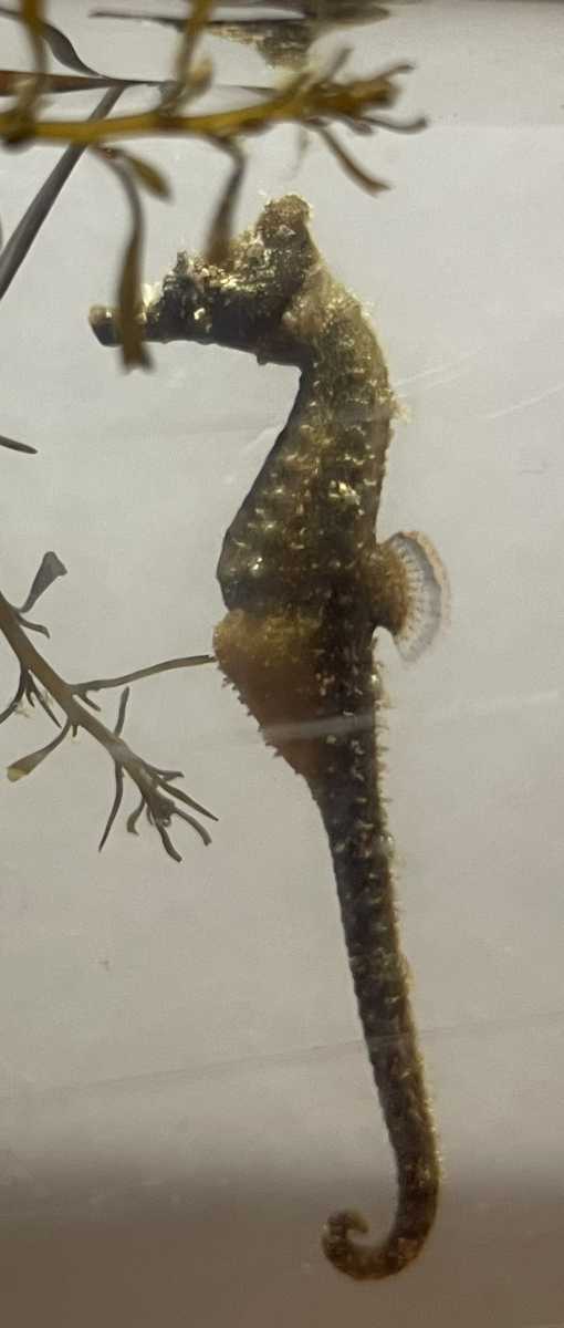 タツノオトシゴ 海水魚 売買されたオークション情報 Yahooの商品情報をアーカイブ公開 オークファン Aucfan Com