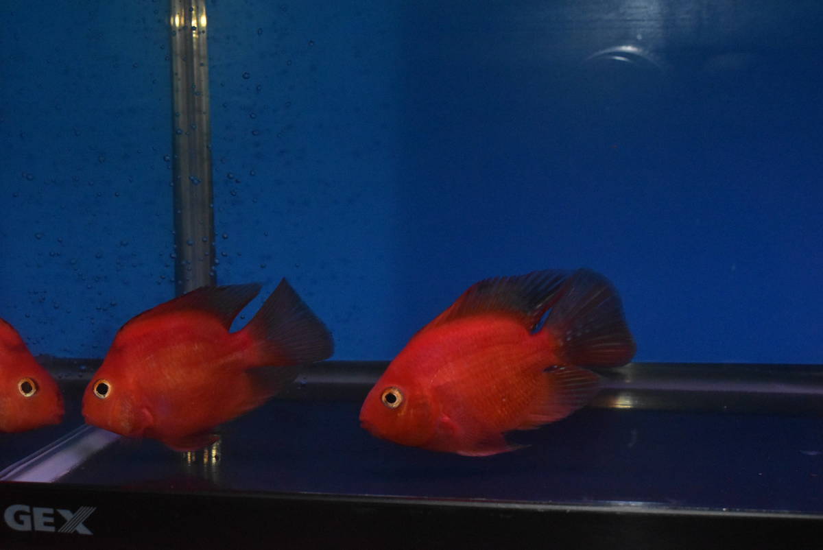 キングコングパロット 2匹