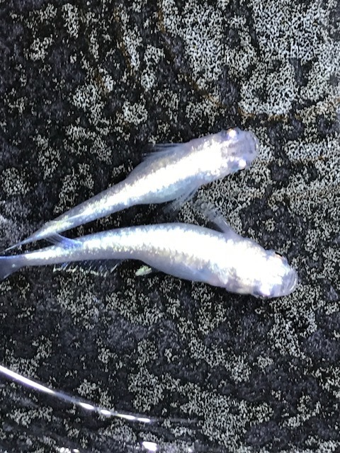 伊徳めだか ブルースターダストと鳳凰ラメ 子取り 稚魚 5匹 A メダカ 評価0達成記念 ワンコイン めだか 令和3年 滋賀 めだか 売買されたオークション情報 Yahooの商品情報をアーカイブ公開 オークファン Aucfan Com