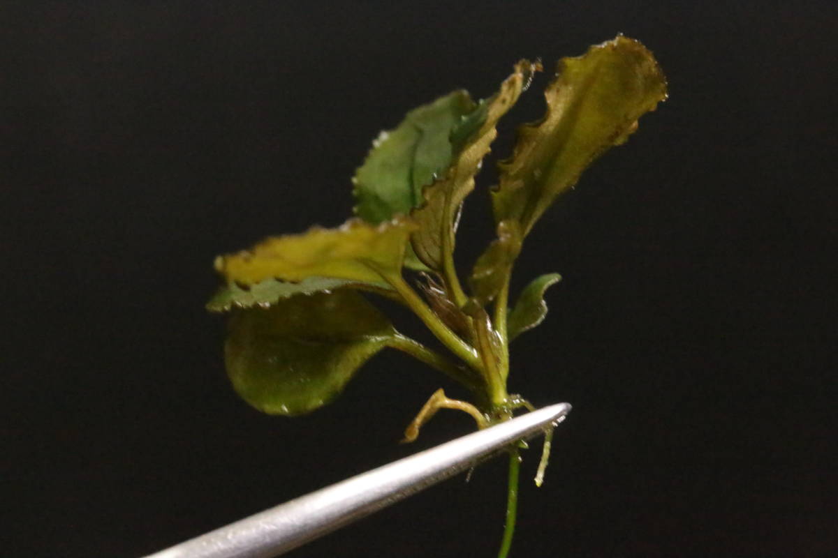 TB便！ブセファランドラ ナンガマハップ Bucephalandra sp. Nanga