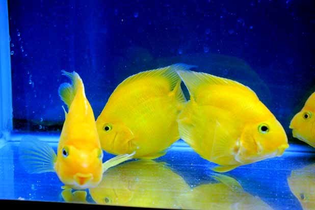 59 割引 過背金に最適 激レアのハイ イエローパッロト オレンジではない 入荷 アロワナの目垂れ防止に ビックサイズ 15ｃｍ ３匹セット Reservaopenmall Com Br