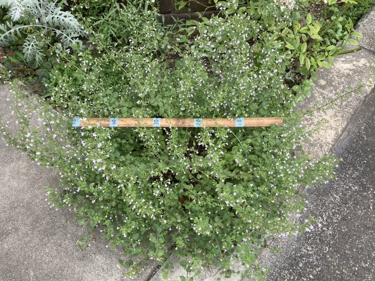 カラミンサ ５株 抜き苗 ネコポス ピンク 花期が長い ハーブ 宿根草 可憐な花 寄せ植え 春 苗 売買されたオークション情報 Yahooの商品情報をアーカイブ公開 オークファン Aucfan Com