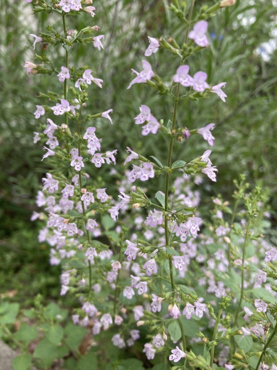 カラミンサ ５株 抜き苗 ネコポス ピンク 花期が長い ハーブ 宿根草 可憐な花 寄せ植え 春 苗 売買されたオークション情報 Yahooの商品情報をアーカイブ公開 オークファン Aucfan Com