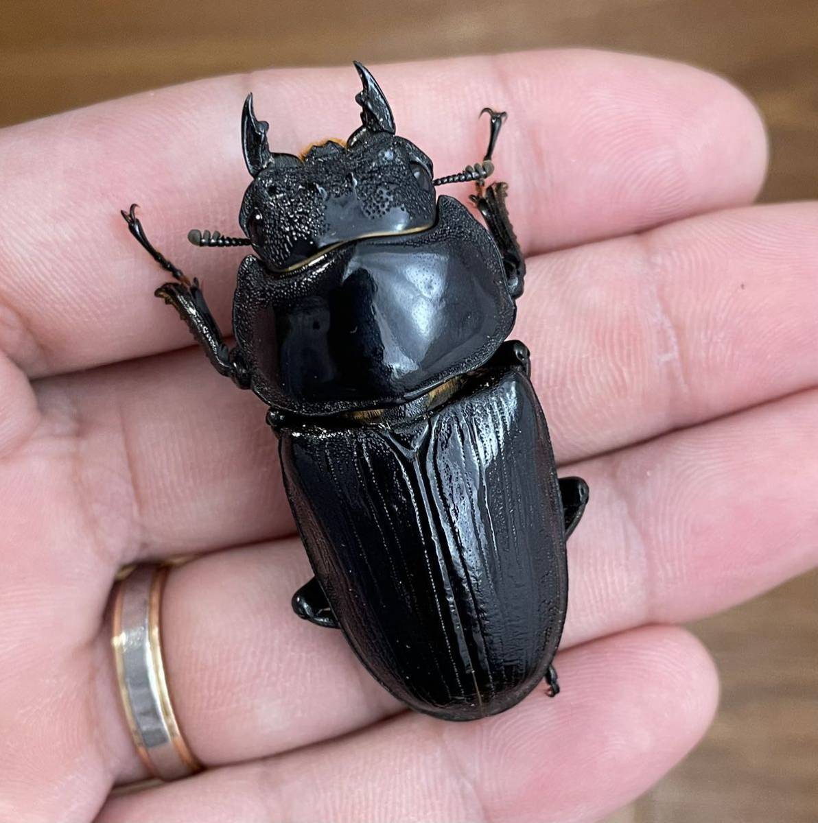 マツノ久留米 久留米産オオクワガタ成虫 ♀1頭即ブリ②(国産)｜売買され