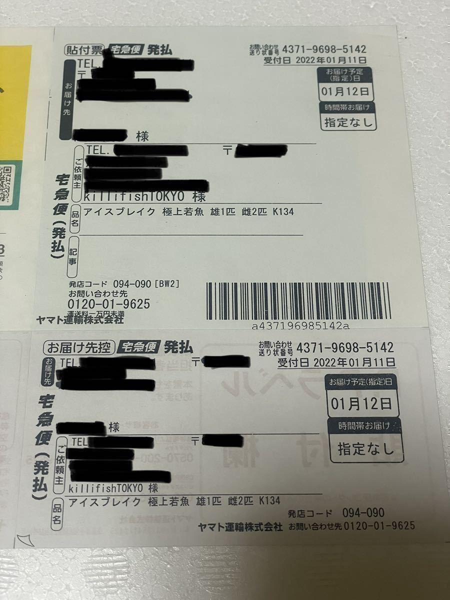 舞めだか様プロデュース メダカ専門店 極上アイスブレイク 光体型 稚魚6匹 無選別 約6 10mm めだか 売買されたオークション情報 Yahooの商品情報をアーカイブ公開 オークファン Aucfan Com