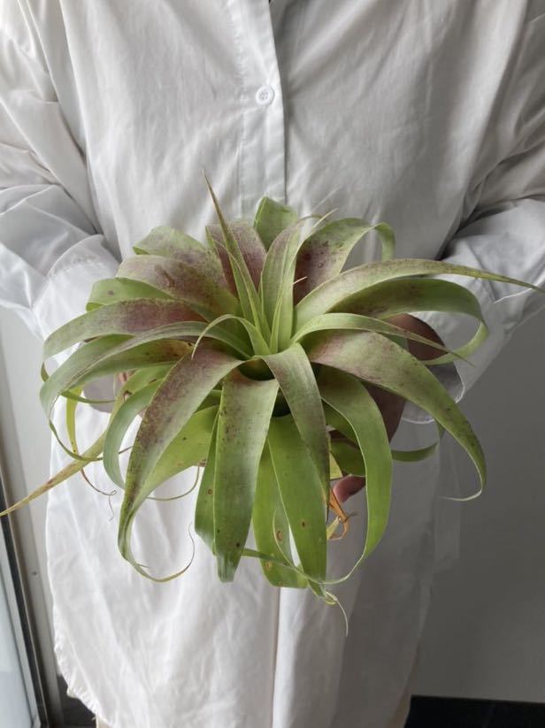 すようお ブロメリア エアプランツ チランジア キセログラフィカ 学名 Tillandsia Xerographica 花 観葉植物 Pt Leaf れてしまい