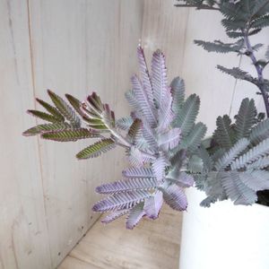 ミモザアカシアの値段と価格推移は 47件の売買情報を集計したミモザアカシアの価格や価値の推移データを公開