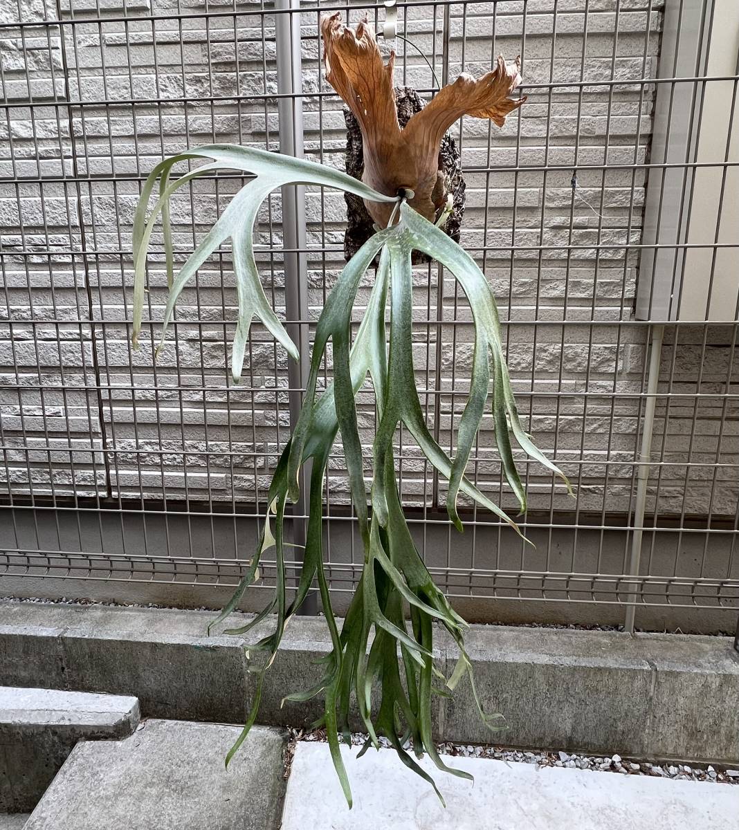 ビカクシダ name no Name(tag Lost)artPLANTs 公式通販 ビカクシダ