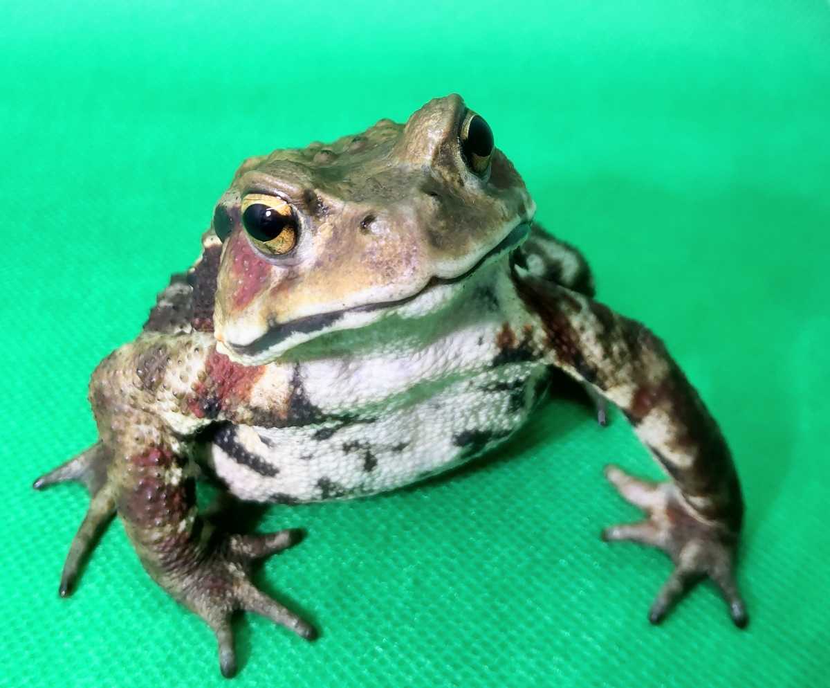 アズマヒキガエル ヒキガエル イケメンポーズ かわいい カエル 売買されたオークション情報 Yahooの商品情報をアーカイブ公開 オークファン Aucfan Com アズマヒキガエル ヒキガエル イケメンポーズ かわいい カエル 売買されたオークション情報 Yahooの商品情報をアーカイブ公開 オークファン Aucfan Com