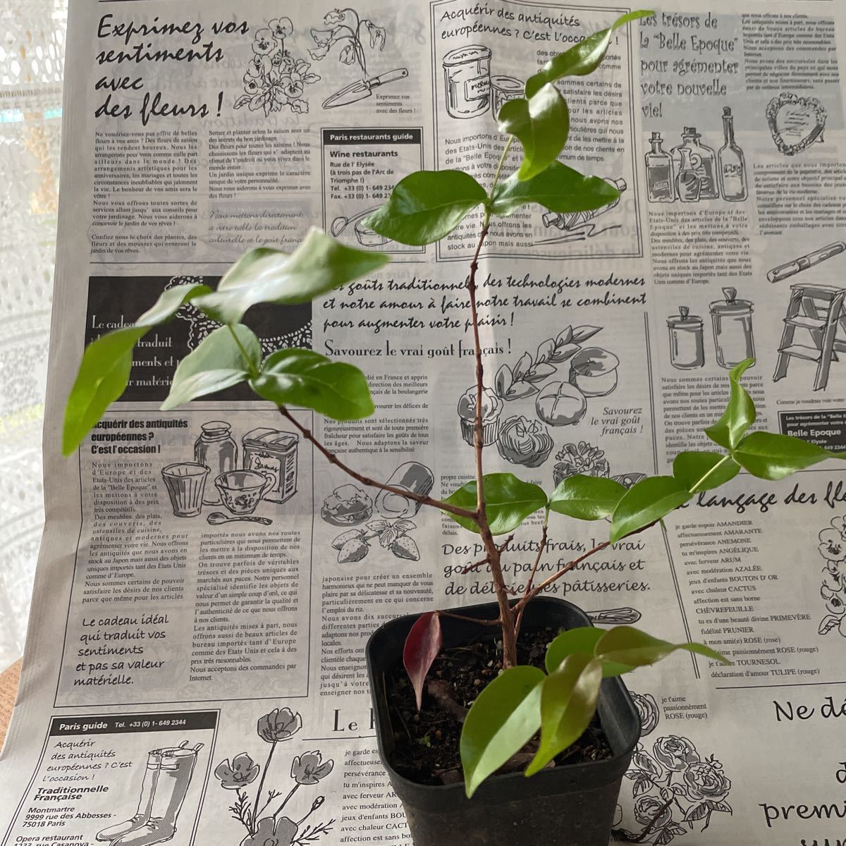 苗 ピタンガ フトモモ科 別名 スリナム チェリー ブラジリアン チェリー カイエン チェリー 果物 ポットのまま発送 果物 売買されたオークション情報 Yahooの商品情報をアーカイブ公開 オークファン Aucfan Com