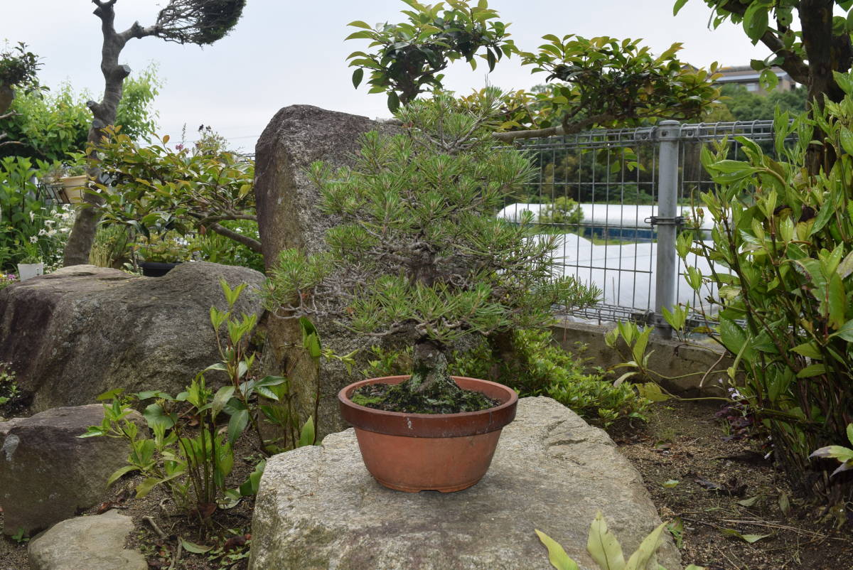 瀬戸内の島々で山採りをした黒松盆栽が並ぶ「北谷養盛園」 高松盆栽 