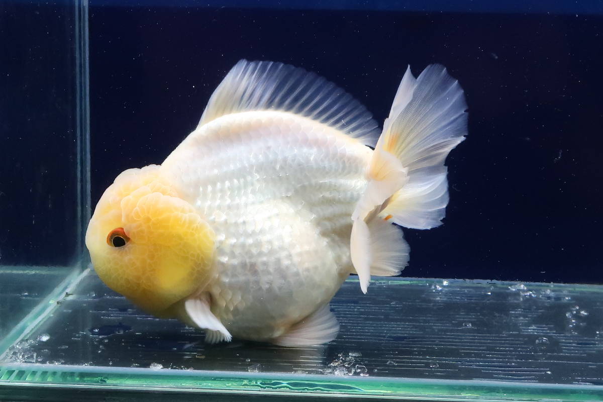 【品質保証，大得価】 15＜water-flap＞タイ産 オランダシシガシラ ショートテール(金魚)｜売買されたオークション情報、yahooの商品情報をアーカイブ公開 - オークファン その他