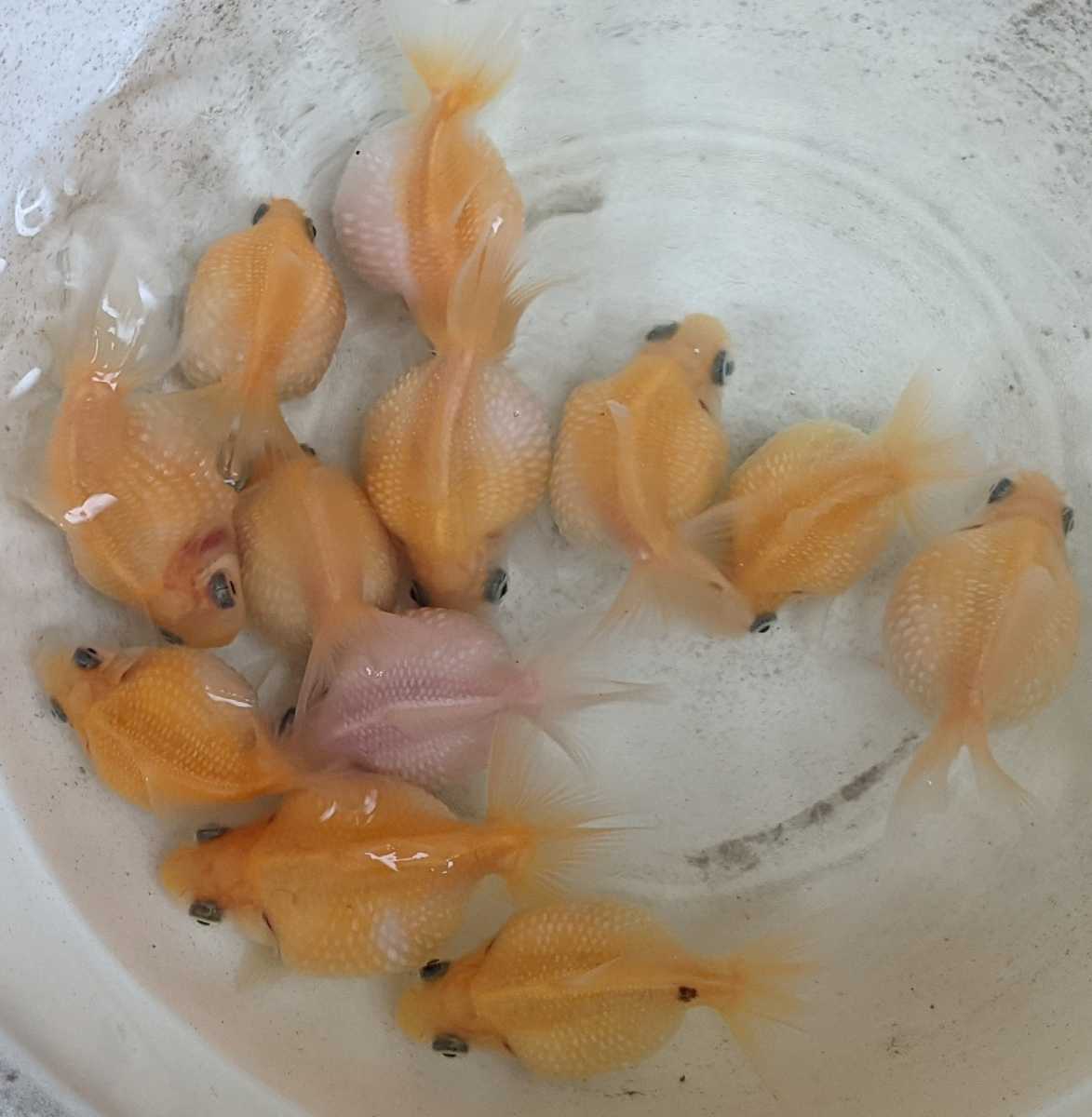 国産金魚 ピンポンパール 新仔 5匹 即納送料無料 国産金魚 ピンポンパール 新仔 5匹 即納送料無料