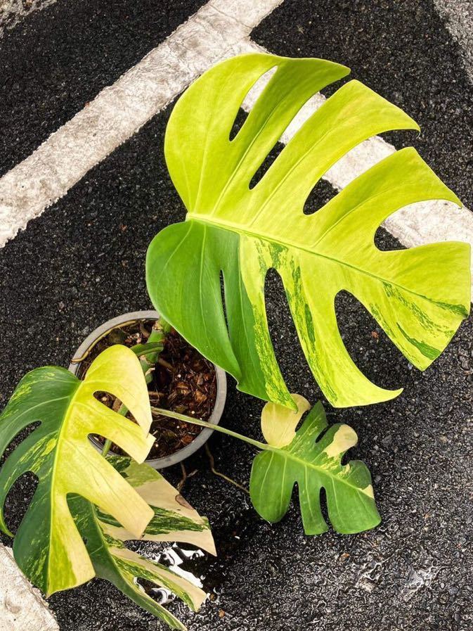 ボルシギアナ モンステラ オーレア Monstera バリエガータ イエロー