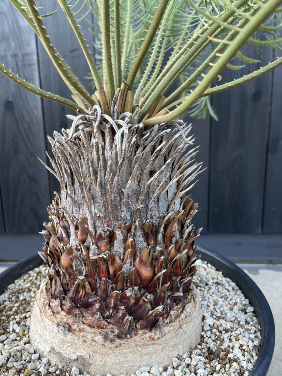 cycas cairnsiana サイカス カイルンシアナ 特選株 さがの植物店(観葉