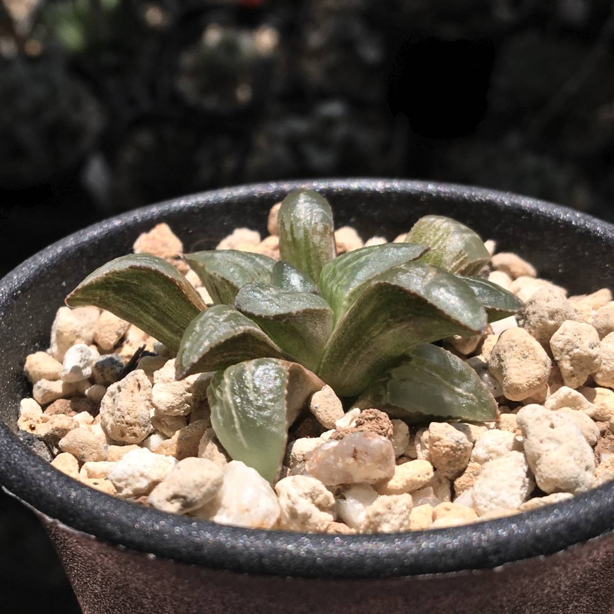 っておりま ヤフオク ハオルチア 斑入りムチカ H Mutica Va にてキャン