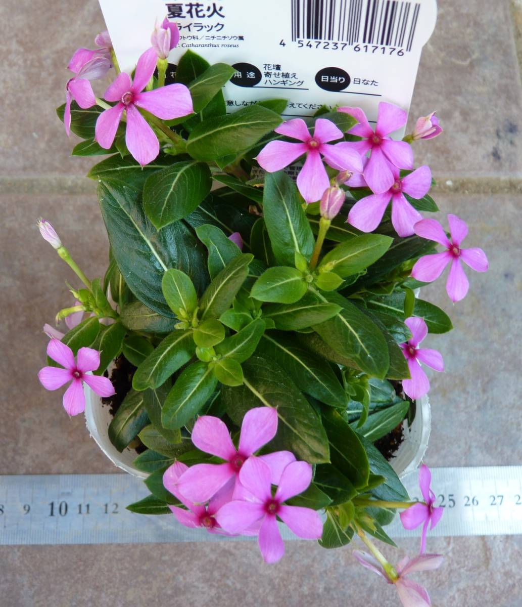 小花がポンポン咲くニチニチソウ 夏花火 ライラック 新入荷 現品 同梱可能 70 花 売買されたオークション情報 Yahooの商品情報をアーカイブ公開 オークファン Aucfan Com