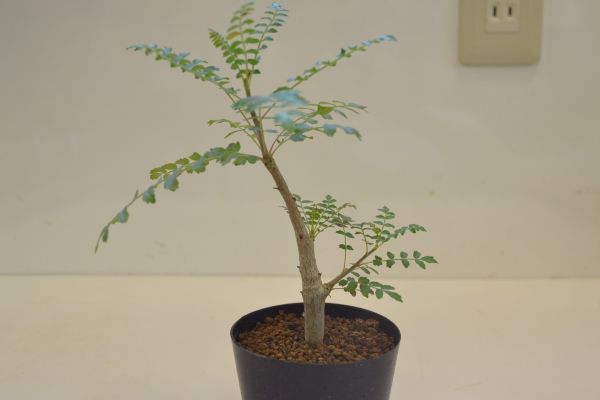  ボスウェリア ネグレクタ BOSWELLIA neglecta(その他)｜売買されたオークション情報、yahooの商品情報をアーカイブ公開 - オークファン その他