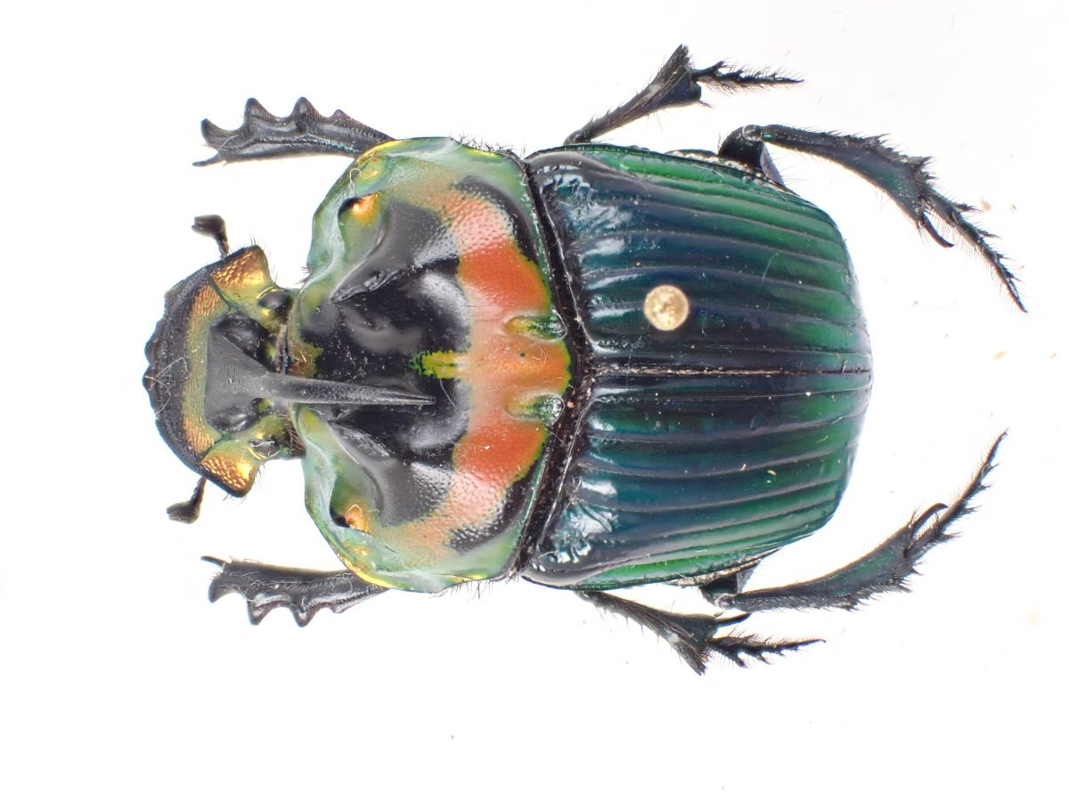 Wikipedia Stock Photo Dung (pair) imperator Sulcophanaeus On