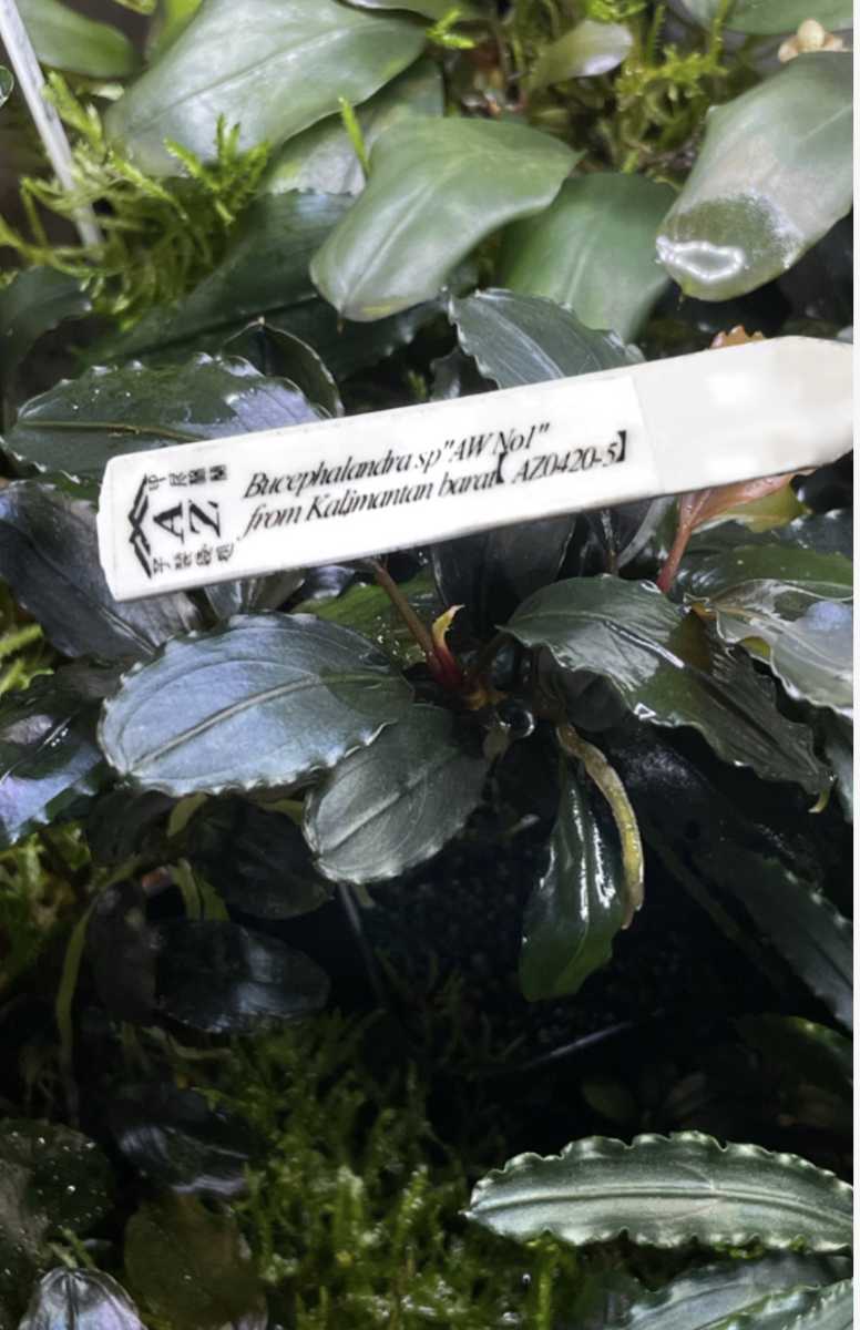 魚用品・水草 Bucephalandra sp. AW No1 水草 タグ付き