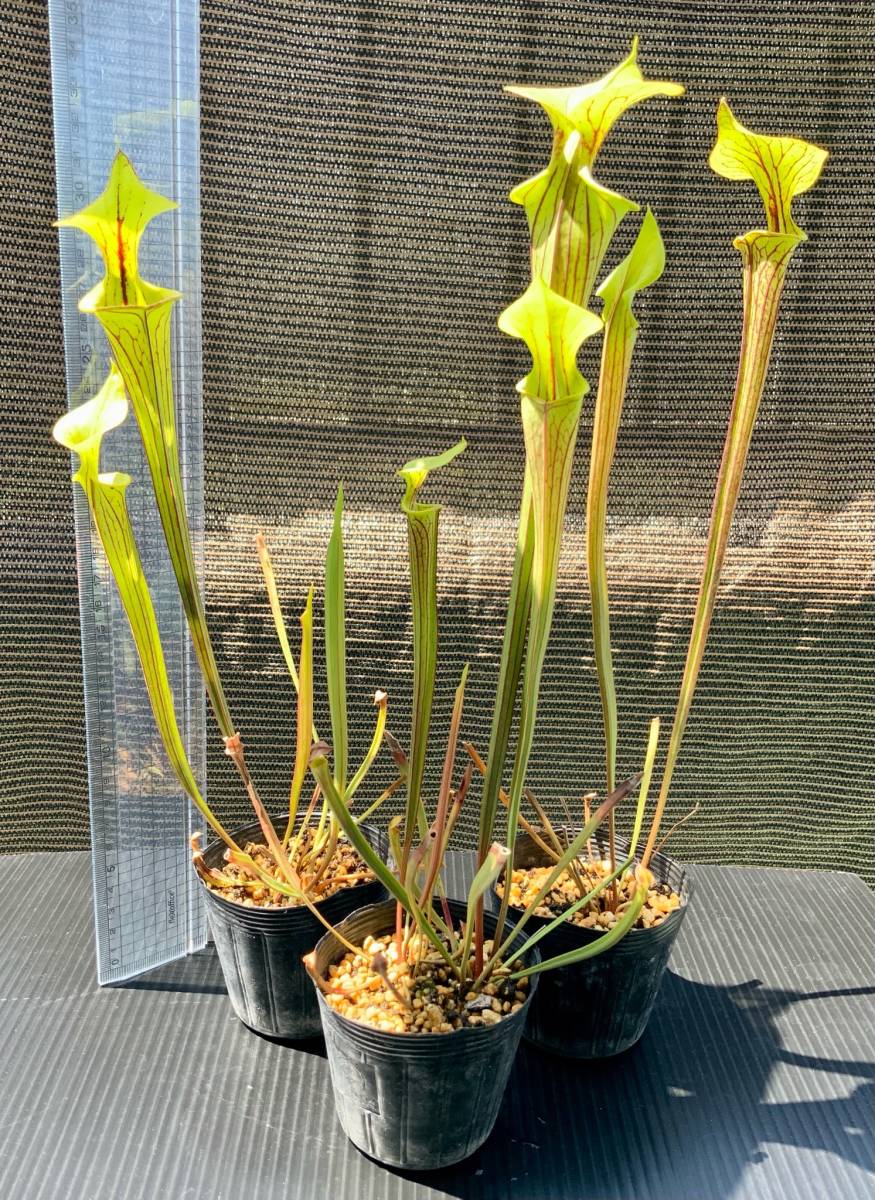 食虫植物 サラセニア フラバ オルナタ Sarracenia Flava Var Ornata 実生苗 3pot 観葉植物 売買されたオークション情報 Yahooの商品情報をアーカイブ公開 オークファン Aucfan Com